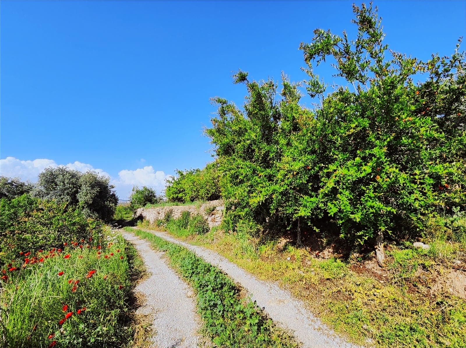 PARS PARTNERS'DAN AKDENİZ KÜRKÇÜ, BURHAN OSB'DE 31.500 m² BAHÇE